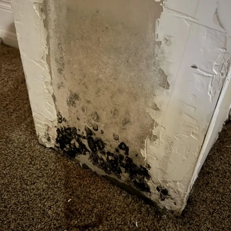 Professional Mold Removal in Barling, AR